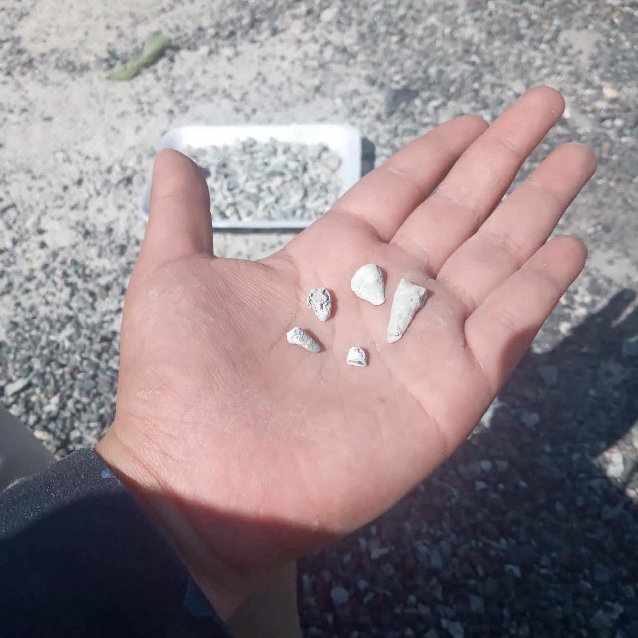 Hallazgo desgarrador en Michoacán: Madres buscadoras recuperan más de 1,600 dientes de leche en fosa clandestina en Michoacán